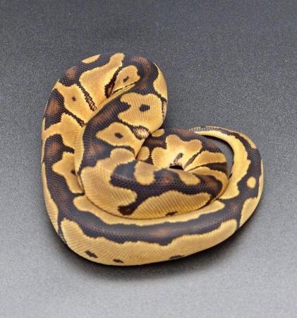 Image 4 of Clown Probable Red Stripe Female Ball Python 220502