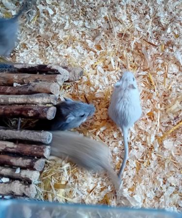Image 3 of Gerbils for sale makes and females