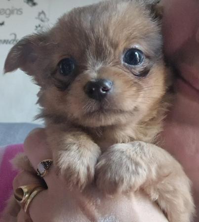 Image 22 of Super fluffy long-haired Chihuahua puppies
