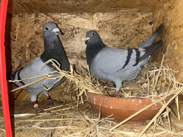 Image 4 of Young racing pigeons for sale
