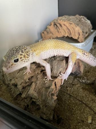Image 6 of Leopard geckos for sale, 1 female 4 males