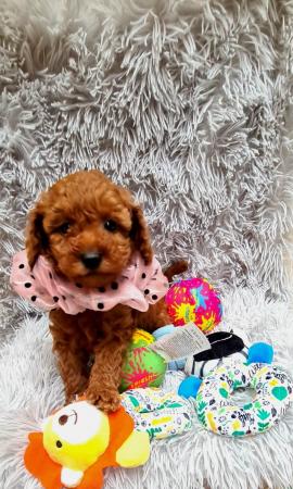 Image 2 of Red Toy Poodle puppy ??
