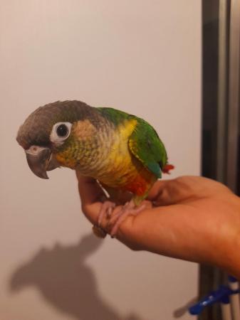 Image 6 of Super friendly Cuddly Tamed Baby Talking Parrot