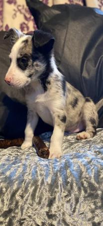 Image 8 of Beautiful border collie coloured puppies