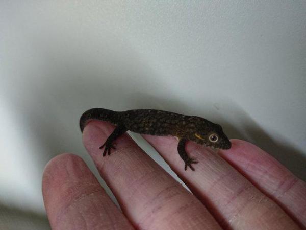 Image 6 of Bauers chameleon gecko (Eurydactylodes agricolae)