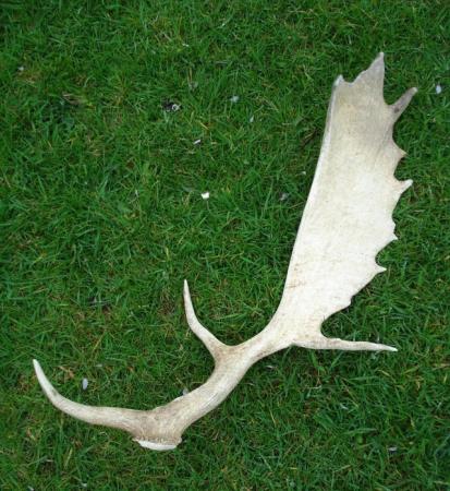 Image 2 of NATURALLY CAST FALLOW BUCK ANTLERS
