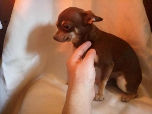 Image 18 of DELILAH - a Delectable, Miniature Chocolate Chihuahua Girl !