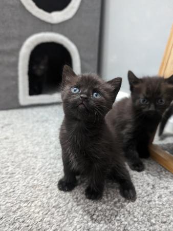 Image 2 of Gorgeous kittens ready to leave now