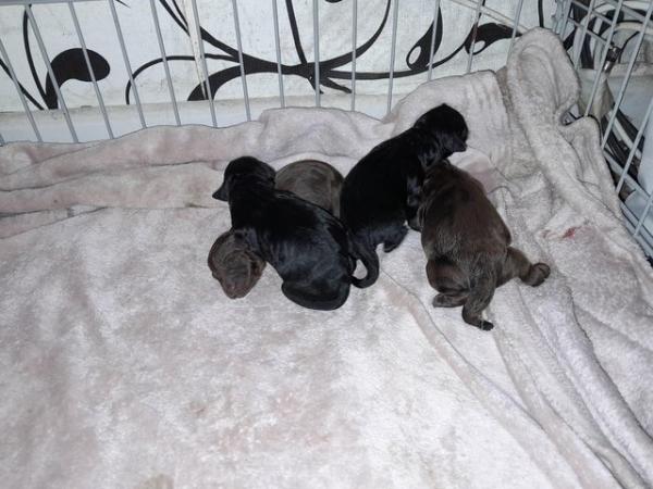 Image 4 of Cockerpoo Pups F1 (Miniture)Ready Now !