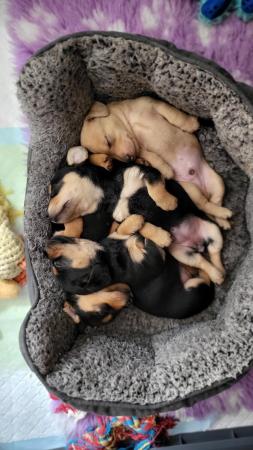 Image 6 of REDUCED! Dachshund cross puppies looking for forever homes