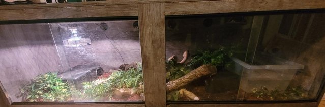 Image 4 of Various reptiles for sale