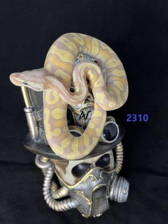 Image 6 of 1.0 Banana Pastave pos bladeHet Clown royal/ball python baby