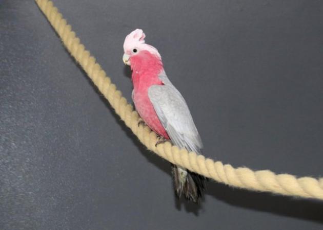Image 2 of Baby Galah Cockatoo Talking Parrot,19