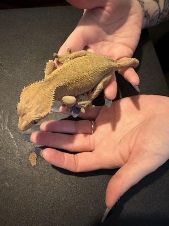 Image 6 of Breeding pairs of crested geckos.