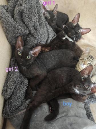 Image 10 of Full sphynx kittens boys girls
