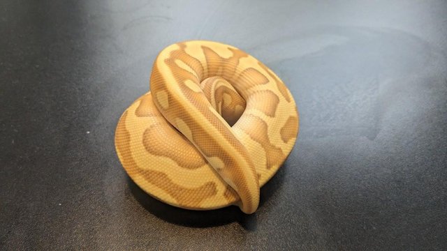 Preview of the first image of 2023 Female Banana Butter Enchi Leo YB Ball Python.