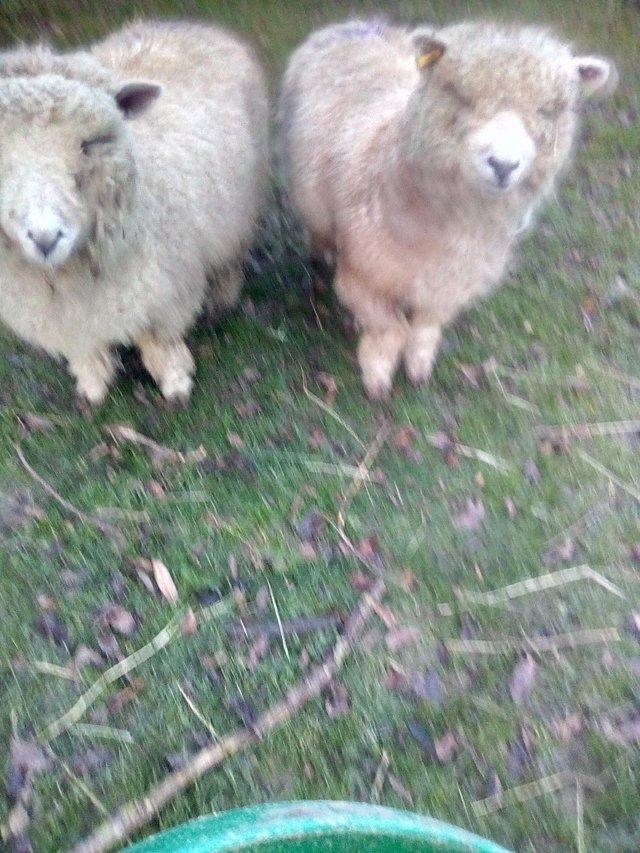Preview of the first image of 2 Ryeland ewe lambs. Ready to go now..