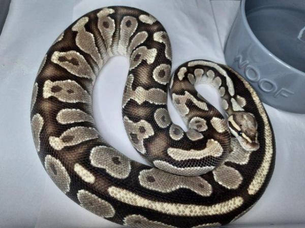 Image 2 of Reduced ball python collection all must go ready now.