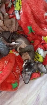 Image 2 of 2 sphynx girls currently 7 weeks old