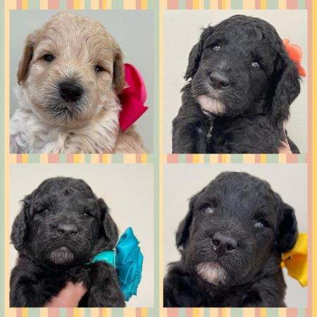 Image 1 of ££ REDUCED MULTI GENERATION MINIATURE LABRADOODLE DNA TESTED