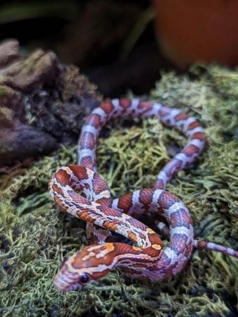 Image 6 of 2023 Baby Corn Snakes available now!