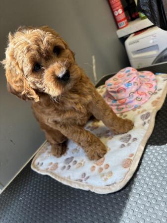 Image 3 of Stunning microchipped Ruby Red Cockapoo Girl