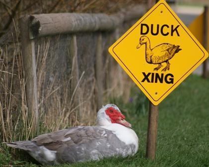 Image 1 of Muscovy Ducks for sale CIRENCESTER