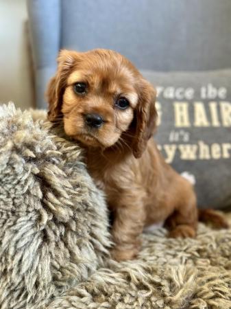 Image 6 of KC reg Health Tested Cavalier Puppies