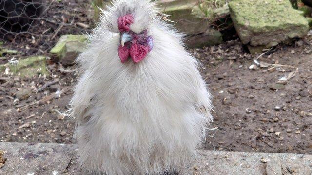 Image 5 of Silkie Mini Cockerel Growers forsale