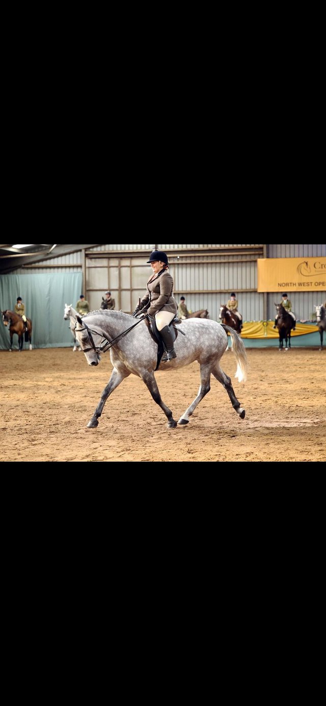 Preview of the first image of 15.2hh 6 y/o Grey Connie X Draught mare.