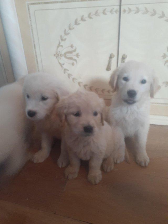 Preview of the first image of Golden retriver puppies.