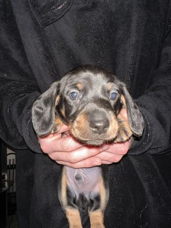 Image 6 of Dachshund pups ready to leave now!!