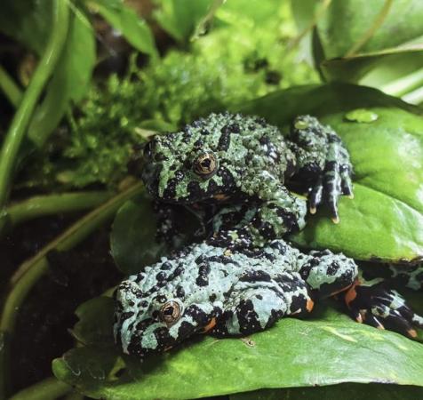 Image 3 of Blue and Green Fire Belly Toads