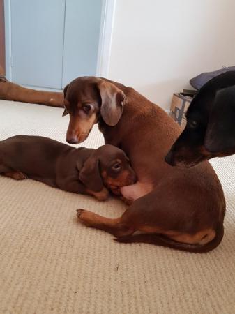 Image 8 of READY TO GO. Miniature dachshund chocolate and tan