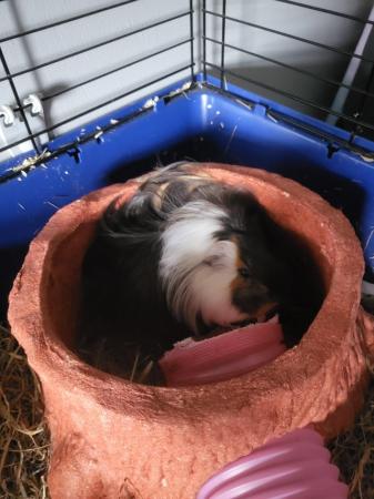 Image 4 of 6 month old Guinea Pigs