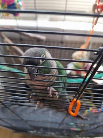 Image 2 of 2 Male green cheek conures