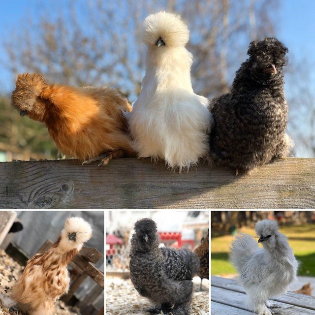 Preview of the first image of Pure Breed Silkie Pullets  - Variety of colours.