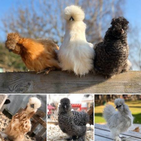 Image 1 of Pure Breed Silkie Pullets  - Variety of colours