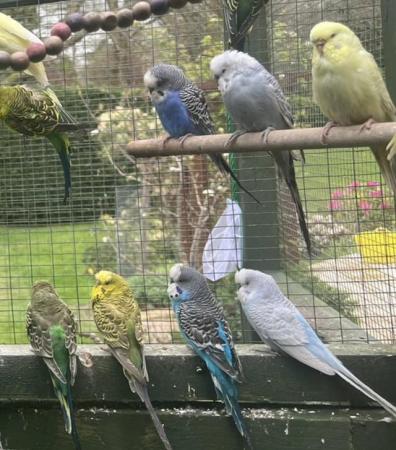 Image 7 of Adorable budgies for sale