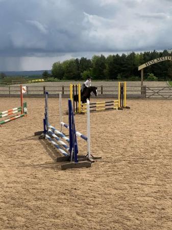 Image 25 of 12.2 section C gelding - super fun pony club all rounder