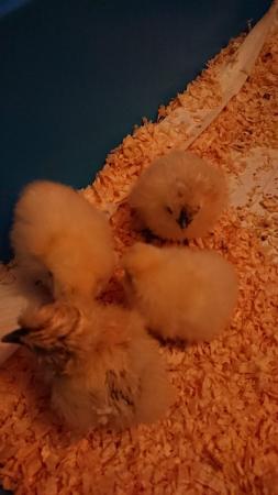 Image 2 of Silkie and other chicks hatched - 19th and 13th April