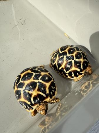 Image 2 of Indian Star Tortoises for sale