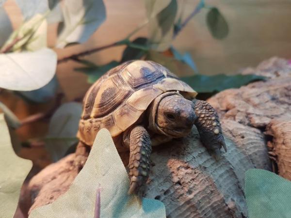 Image 2 of baby Hermanns tortoise at animaltastic