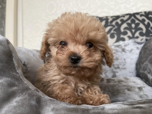 Preview of the first image of RARE Fox Red Toy F1B Maltipoo Puppies*.