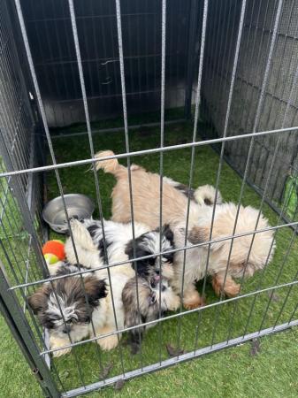 Image 2 of Shih Tzu puppies for sale 2 girls