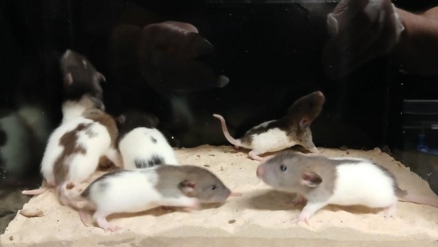 Image 15 of Baby Dumbo and Straight eared Rats