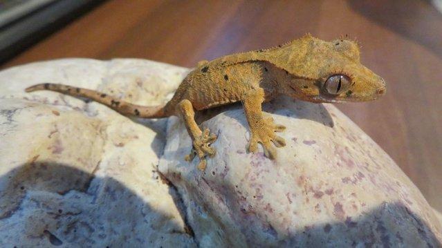 Preview of the first image of Crested gecko various morphs Harlequin.