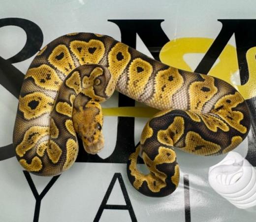 Image 6 of Mixed Morph Royal Pythons available