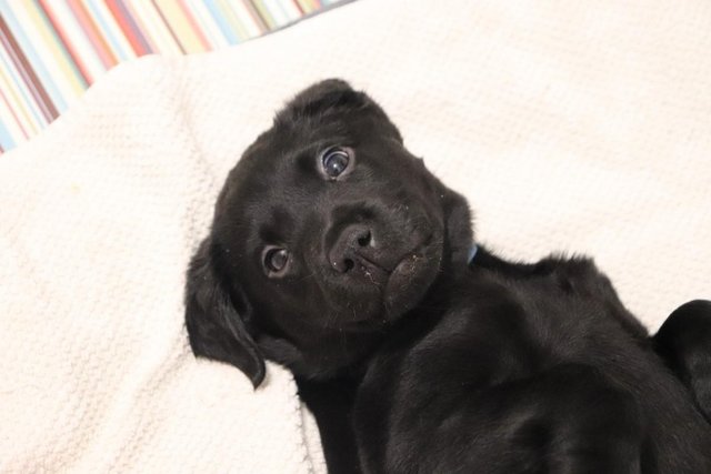 Image 4 of Black Labrador Female Pup Hand Reared for sale