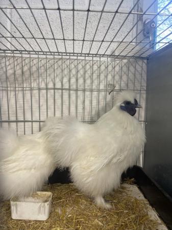 Image 1 of Show mini silkies. I show for a hobby done excellent at majo
